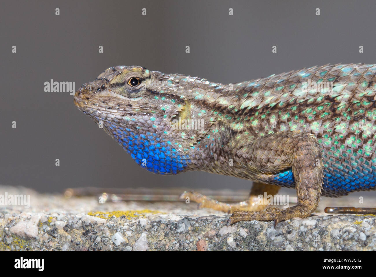 Recinzione occidentale Lizard (Sceloporus occidentalis) Foto Stock