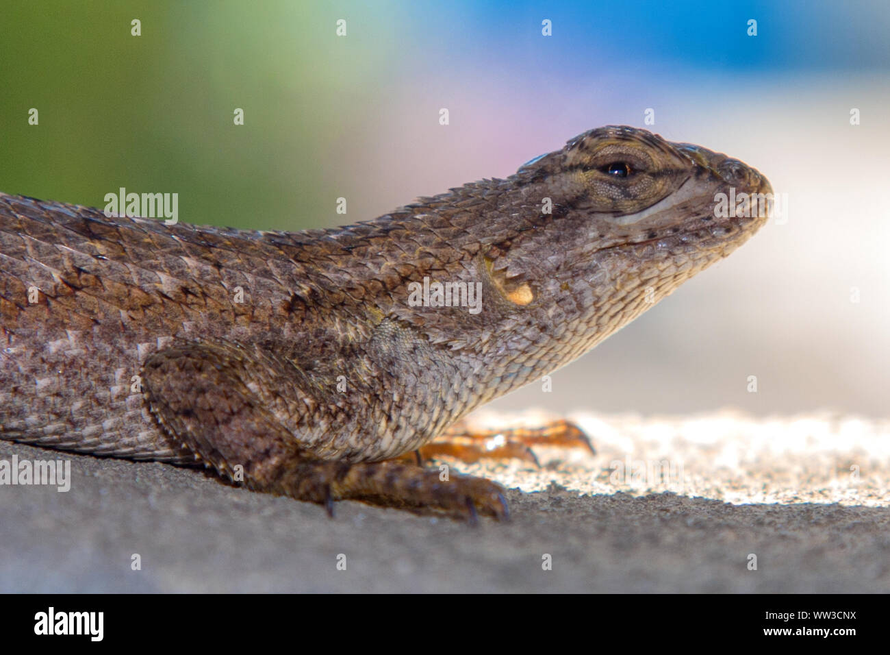 Recinzione occidentale Lizard (Sceloporus occidentalis) Foto Stock