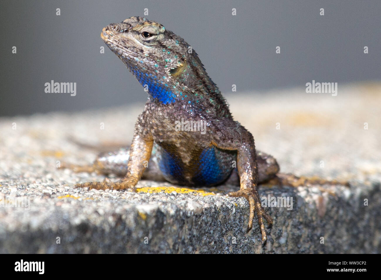 Recinzione occidentale Lizard (Sceloporus occidentalis) Foto Stock