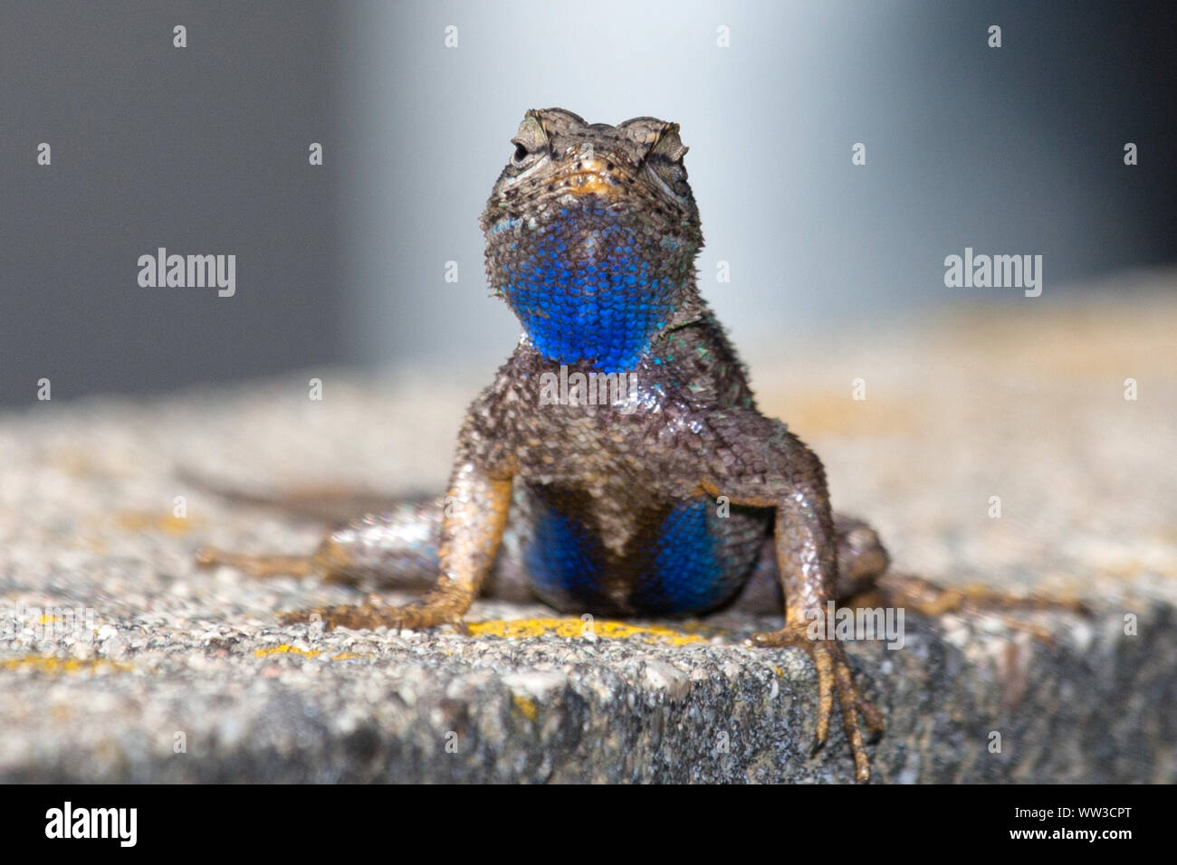 Recinzione occidentale Lizard (Sceloporus occidentalis) Foto Stock