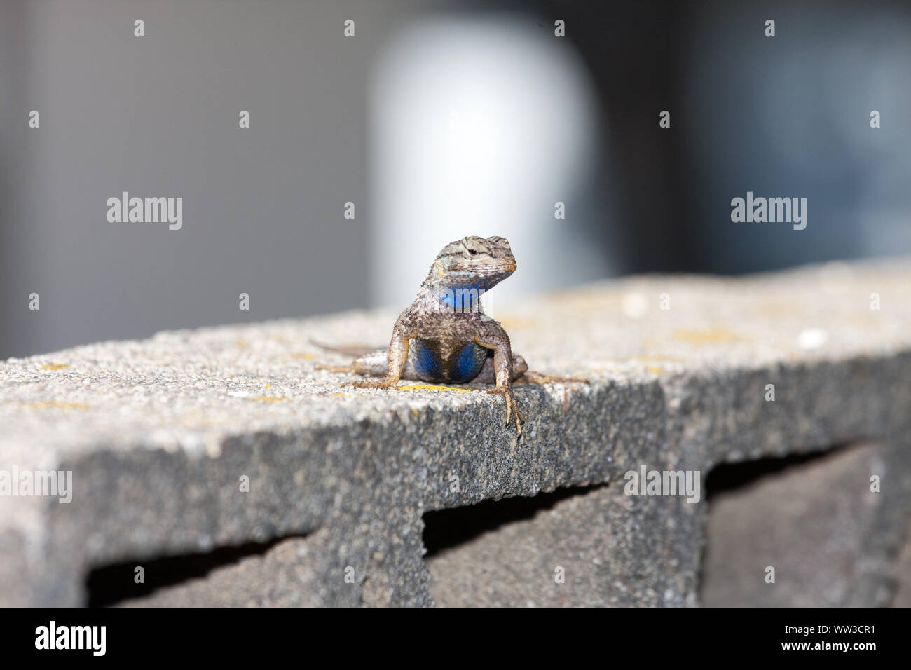 Recinzione occidentale Lizard (Sceloporus occidentalis) Foto Stock
