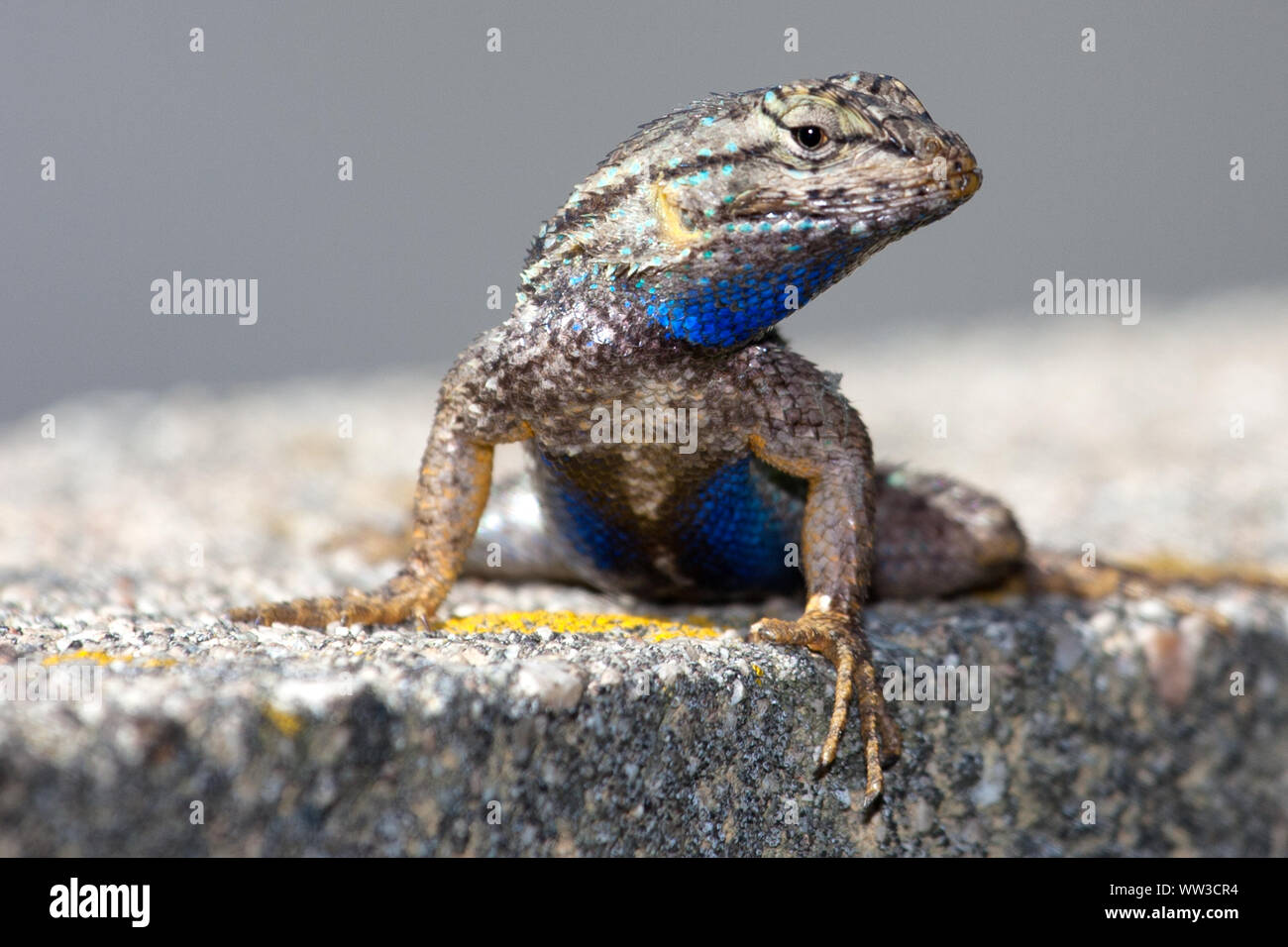 Recinzione occidentale Lizard (Sceloporus occidentalis) Foto Stock