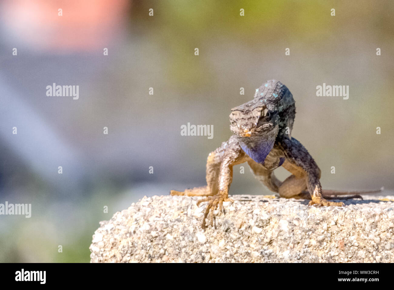 Recinzione occidentale Lizard (Sceloporus occidentalis) Foto Stock