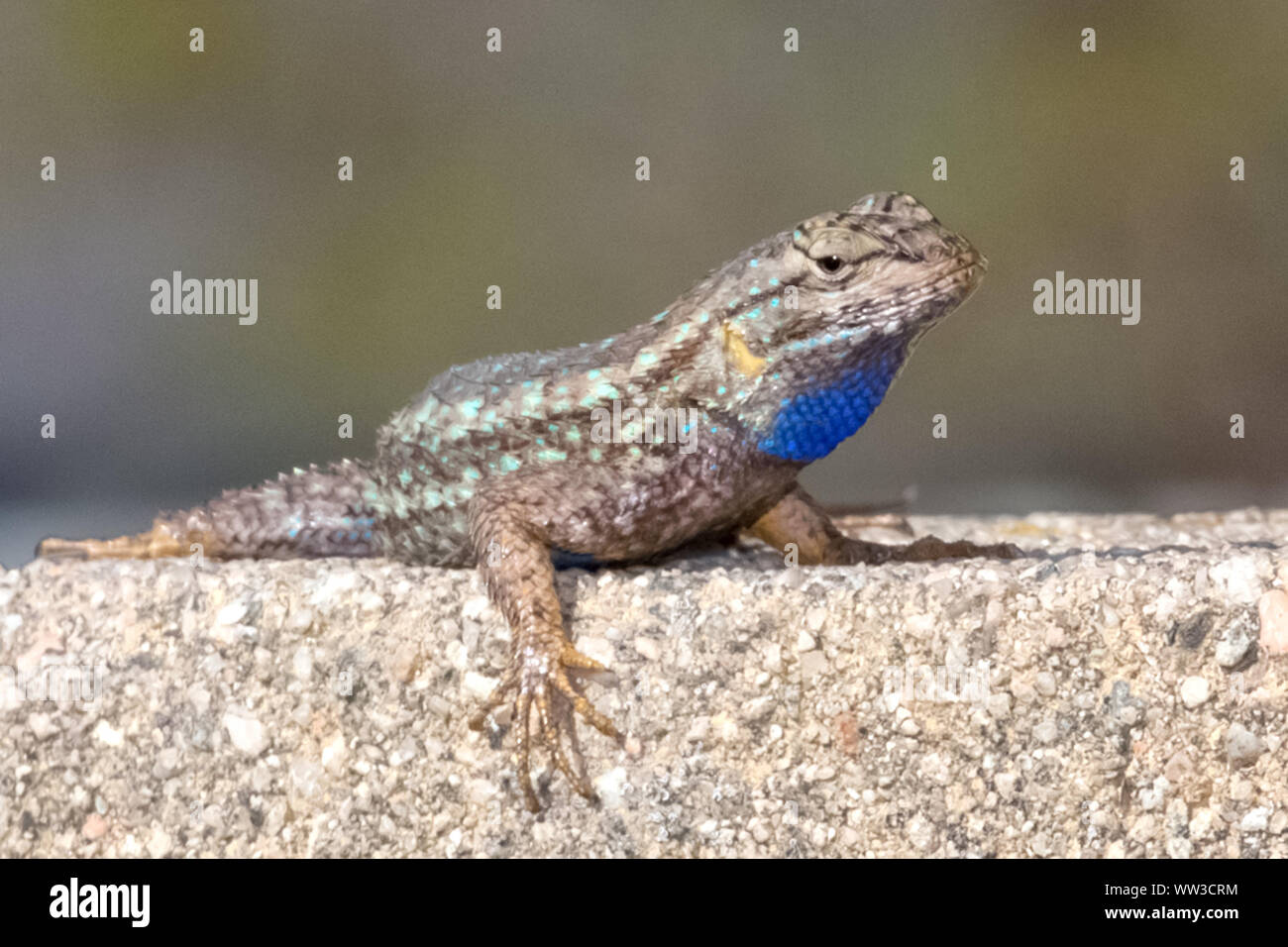Recinzione occidentale Lizard (Sceloporus occidentalis) Foto Stock