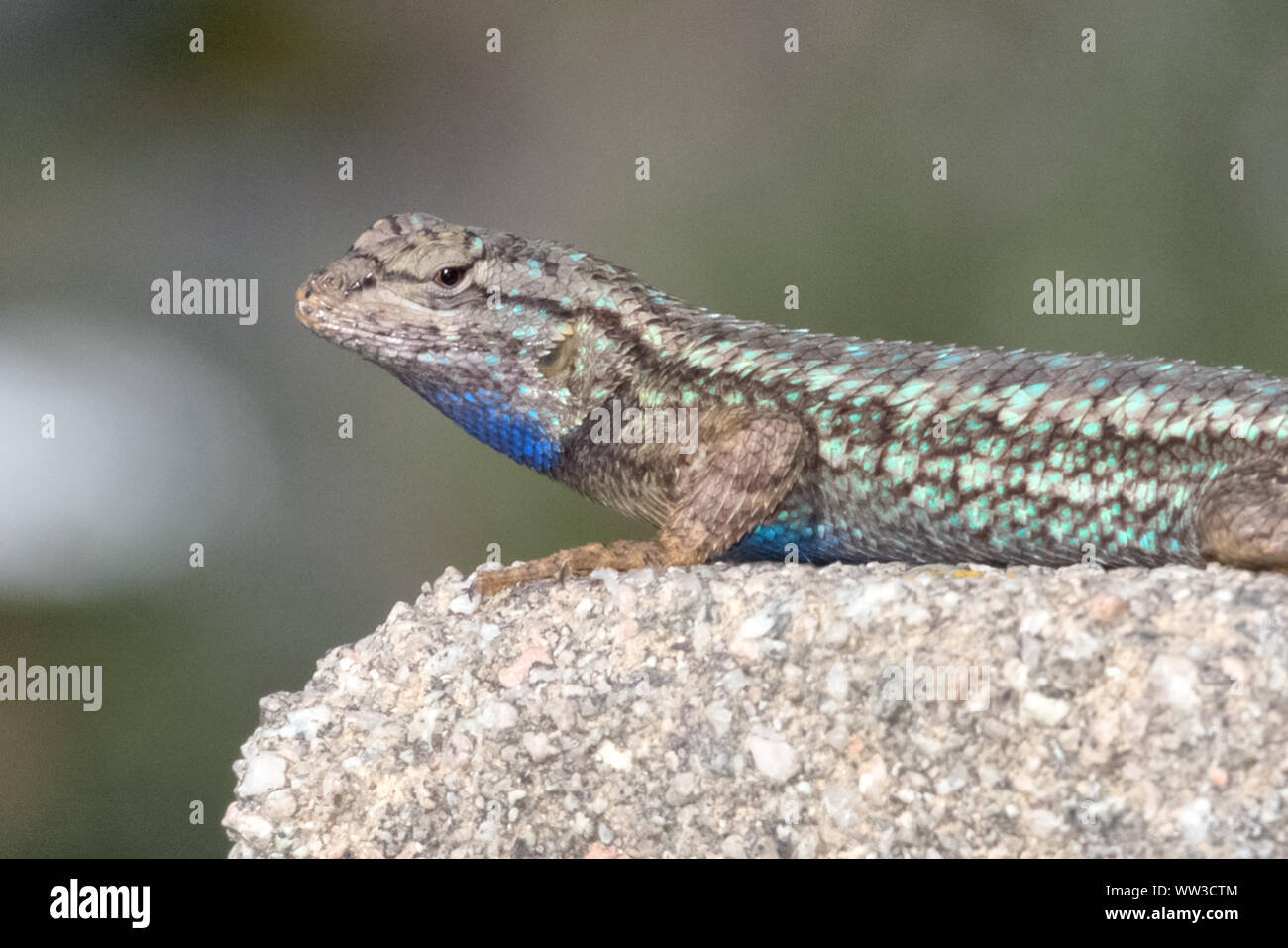 Recinzione occidentale Lizard (Sceloporus occidentalis) Foto Stock