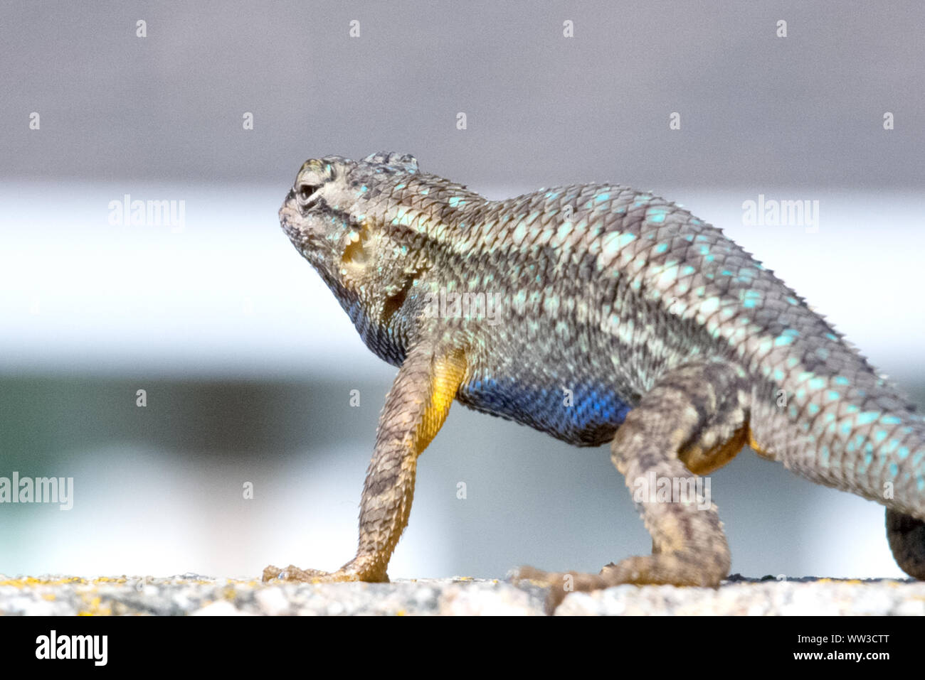 Recinzione occidentale Lizard (Sceloporus occidentalis) Foto Stock