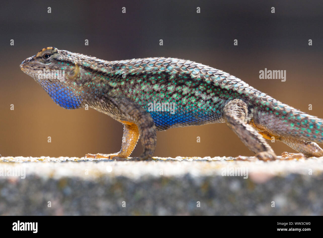 Recinzione occidentale Lizard (Sceloporus occidentalis) Foto Stock