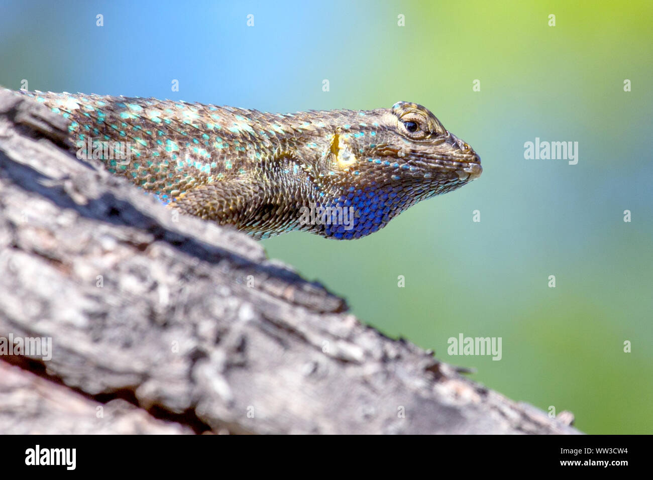 Recinzione occidentale Lizard (Sceloporus occidentalis) Foto Stock