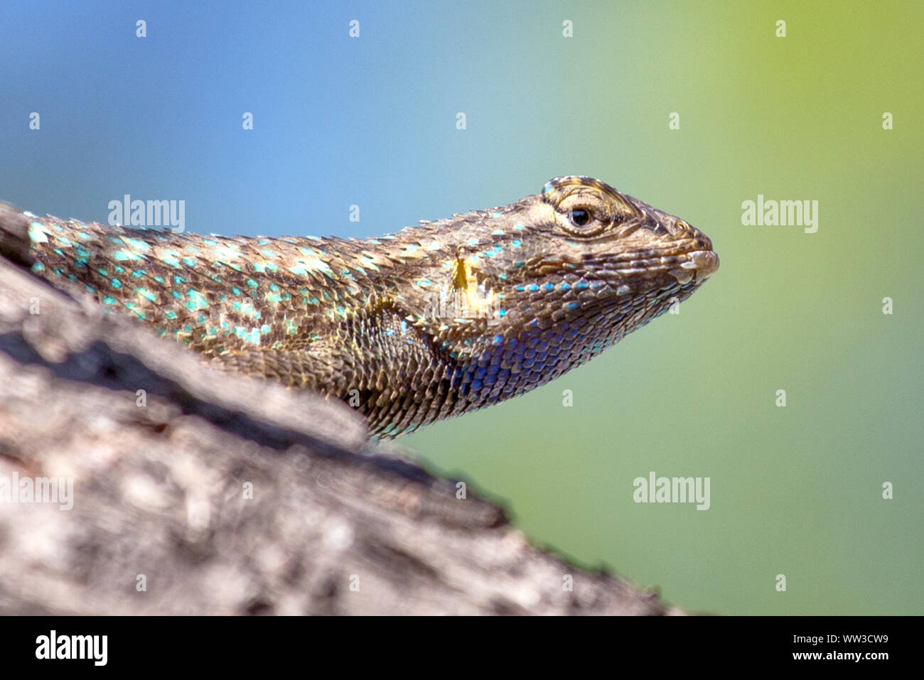 Recinzione occidentale Lizard (Sceloporus occidentalis) Foto Stock