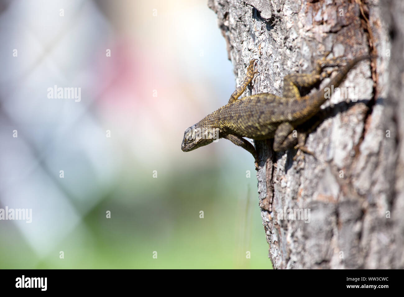 Recinzione occidentale Lizard (Sceloporus occidentalis) Foto Stock