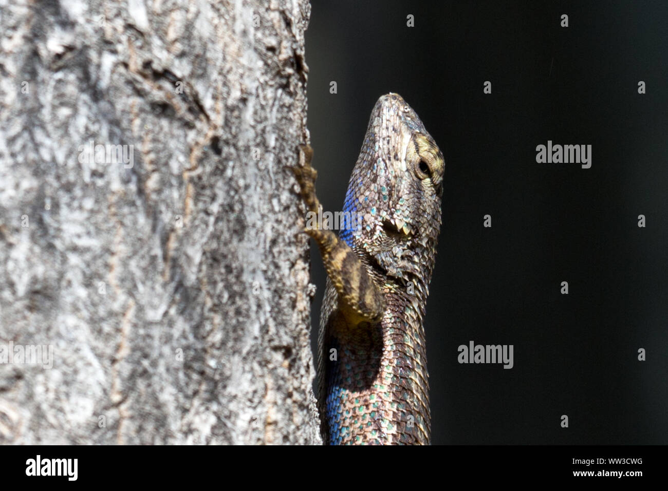 Recinzione occidentale Lizard (Sceloporus occidentalis) Foto Stock