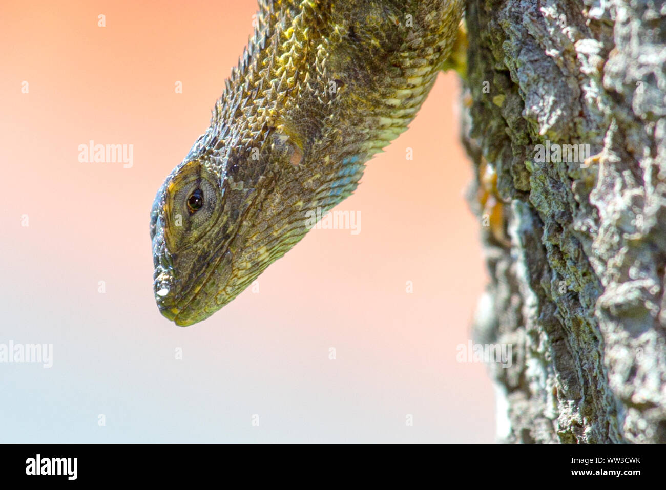 Recinzione occidentale Lizard (Sceloporus occidentalis) Foto Stock