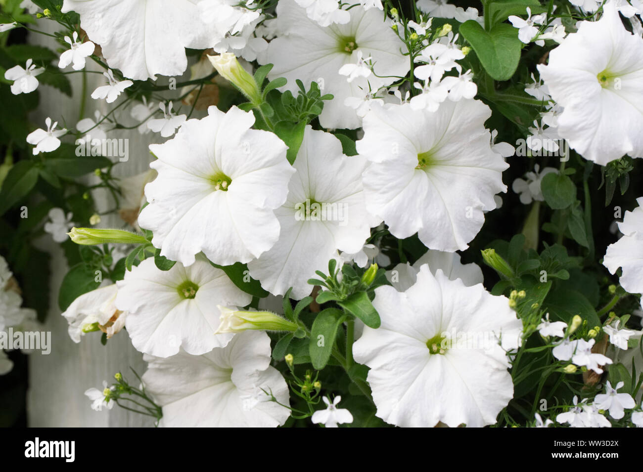 La Petunia F1 Onda facile fiori bianchi. Foto Stock