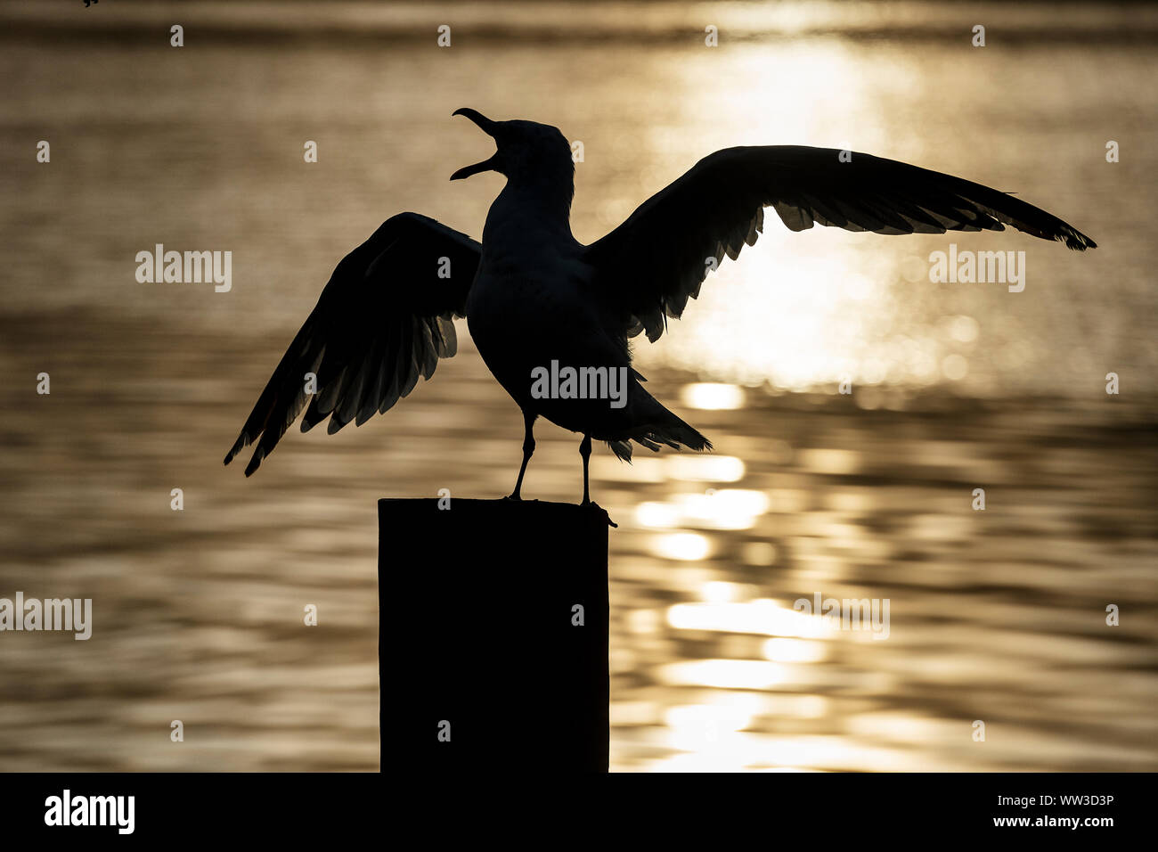 Seagull squaking sul molo, Cape Cod, Massachusetts, STATI UNITI D'AMERICA. Foto Stock