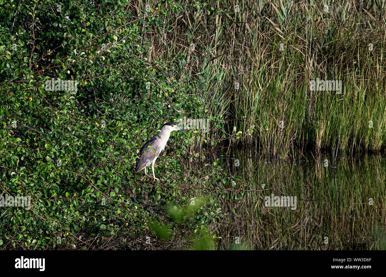Nitticora, Cape Cod, Massachusetts, STATI UNITI D'AMERICA. Foto Stock