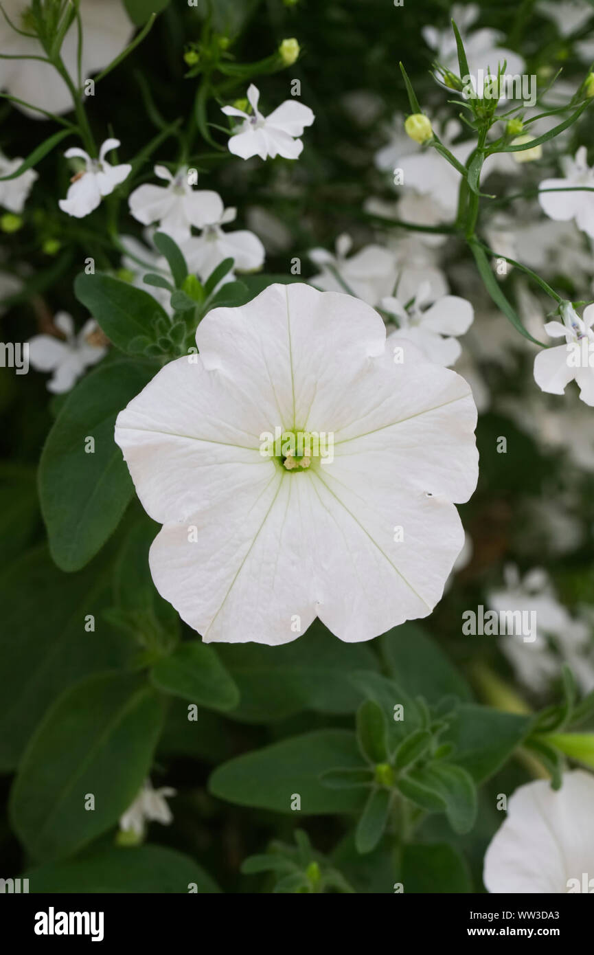 La Petunia fanfara fiore bianco. Foto Stock