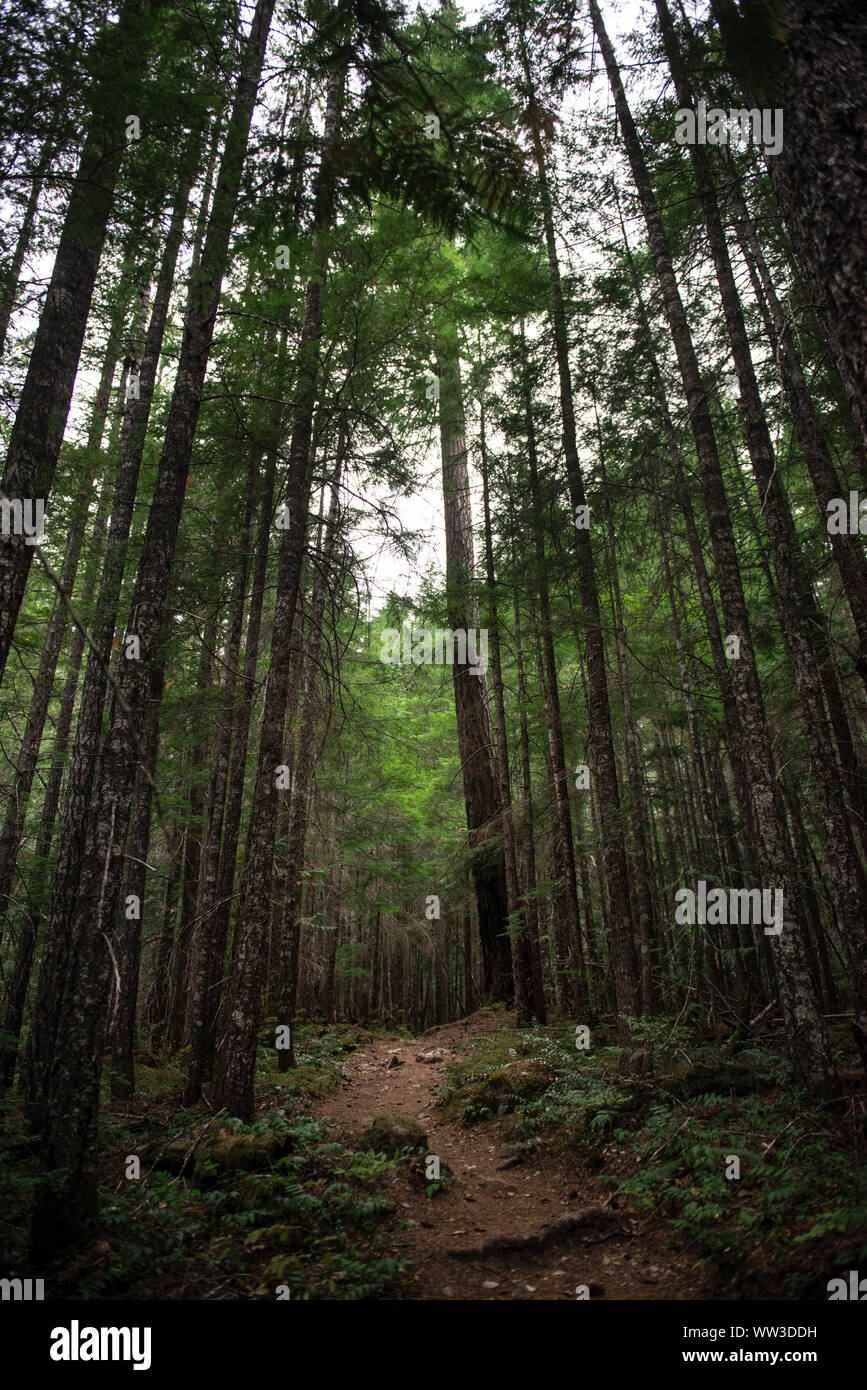 Sentiero boschivo circondato da alte verticale di alberi sempreverdi Foto Stock