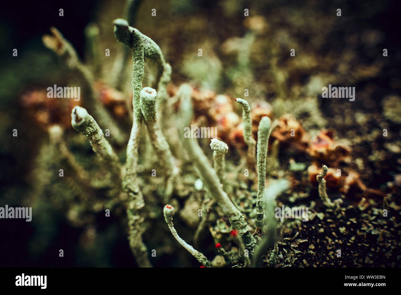 Macrophoto di lichene verde Foto Stock