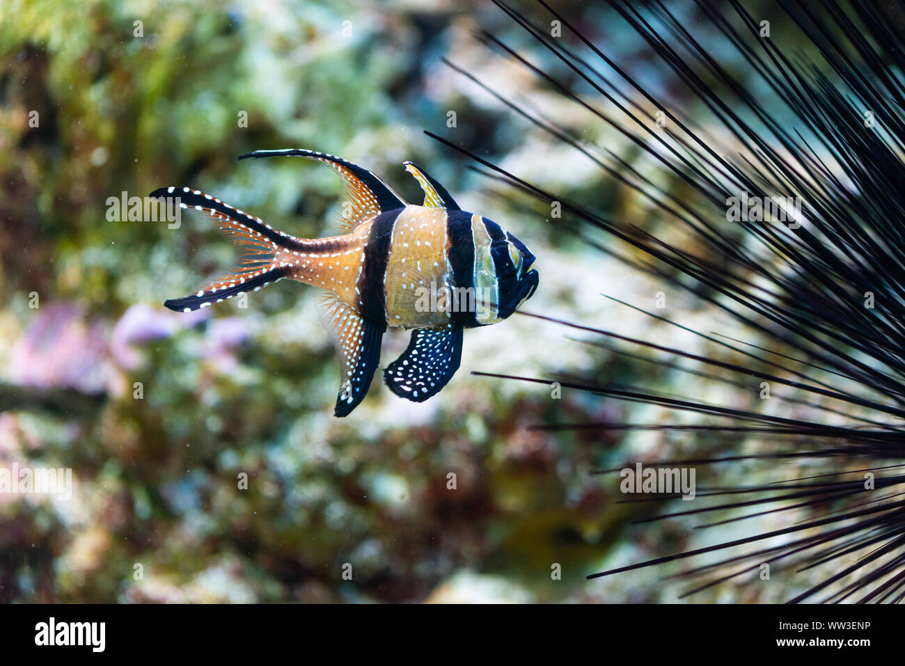 Pterapogon kauderni - Banggai cardinalfish - Pesci di mare Foto Stock