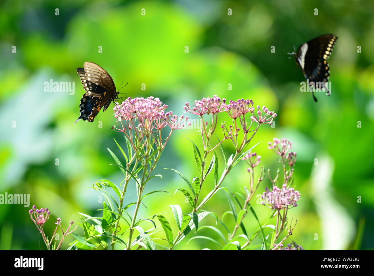 A coda di rondine nero farfalle di atterraggio su rosa fiori selvaggi con un attraente luminosa sullo sfondo verde Foto Stock