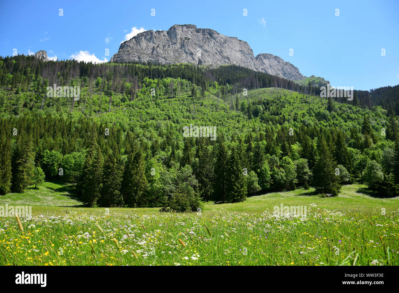 Bellissimo paesaggio nel Belianske Tatra con un prato fiorito, il bosco e la montagna. La Slovacchia. Foto Stock