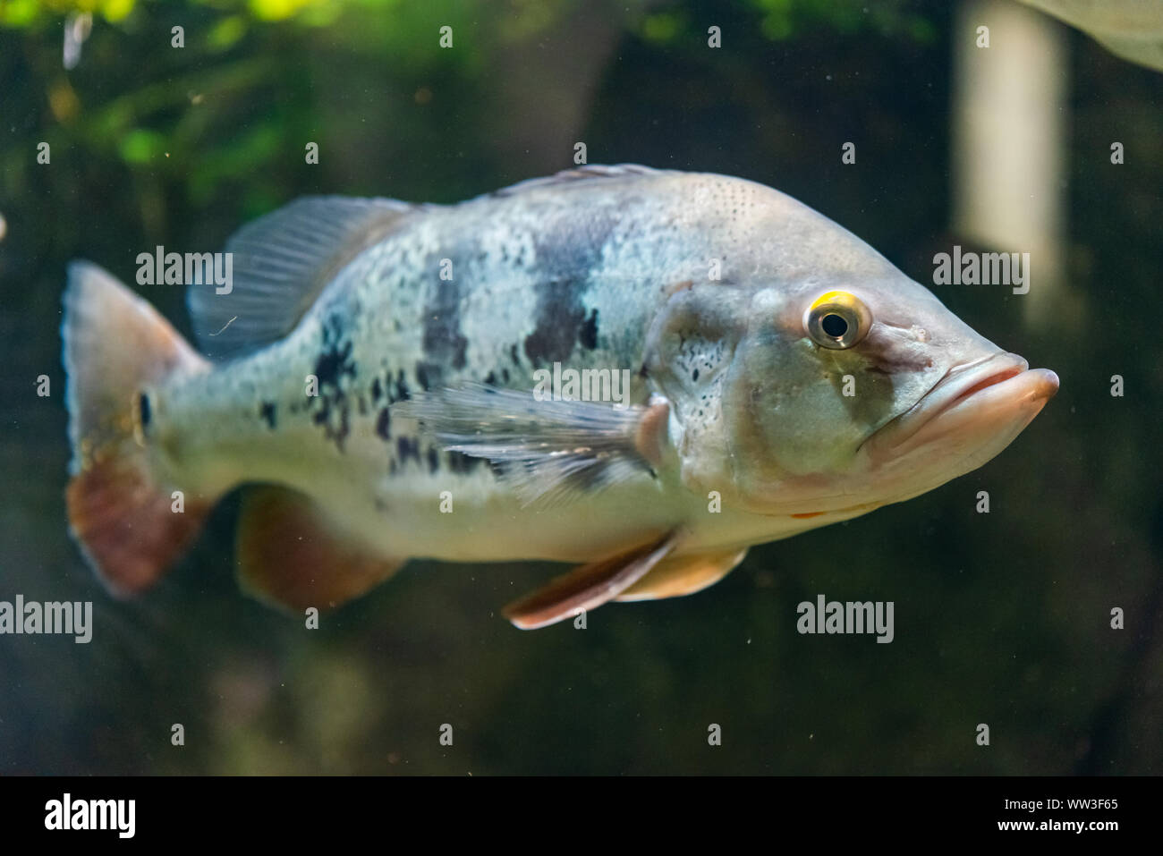 Pesce farfalla pavone basso - Cichla Ocellaris Foto Stock