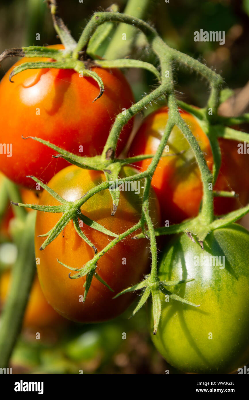 Ramo di uva ovale coltivazione del pomodoro in terreno aperto Foto Stock