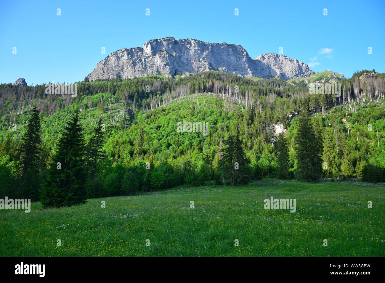 Bellissimo paesaggio nel Belianske Tatra con un prato fiorito, il bosco e la montagna. La Slovacchia. Foto Stock