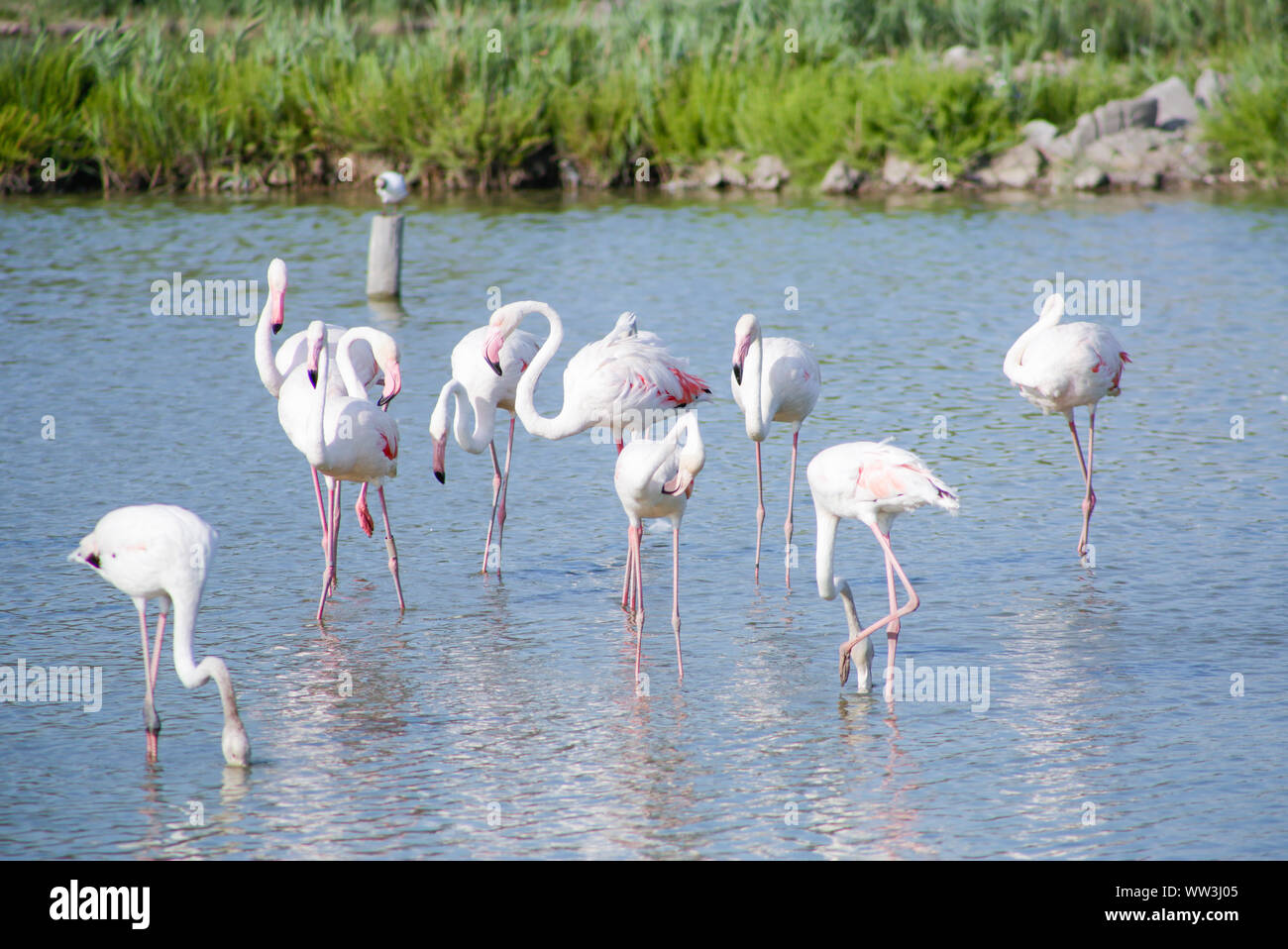 Il fenicottero maggiore (Phoenicopterus roseus) nella Camargue blu lagoon in giornate estive Foto Stock