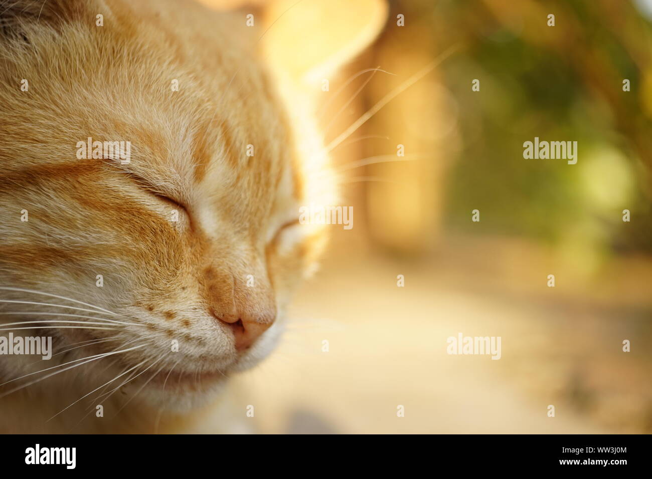 Gatto dorme all'aperto in estate gaden soleggiato, closeup faccia, foto macro Foto Stock