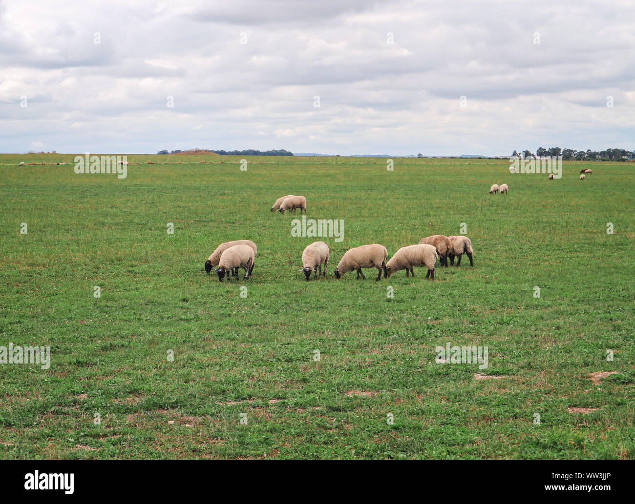 Gregge di pecore che pascolano sulle pianure erbose che circondano Stonehenge sotto il cielo piovoso Foto Stock
