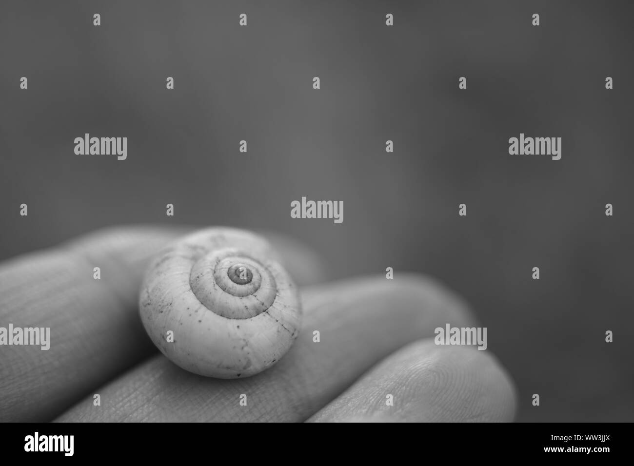Guscio di lumaca nelle femmine di dita, macro foto in bianco e nero Foto Stock