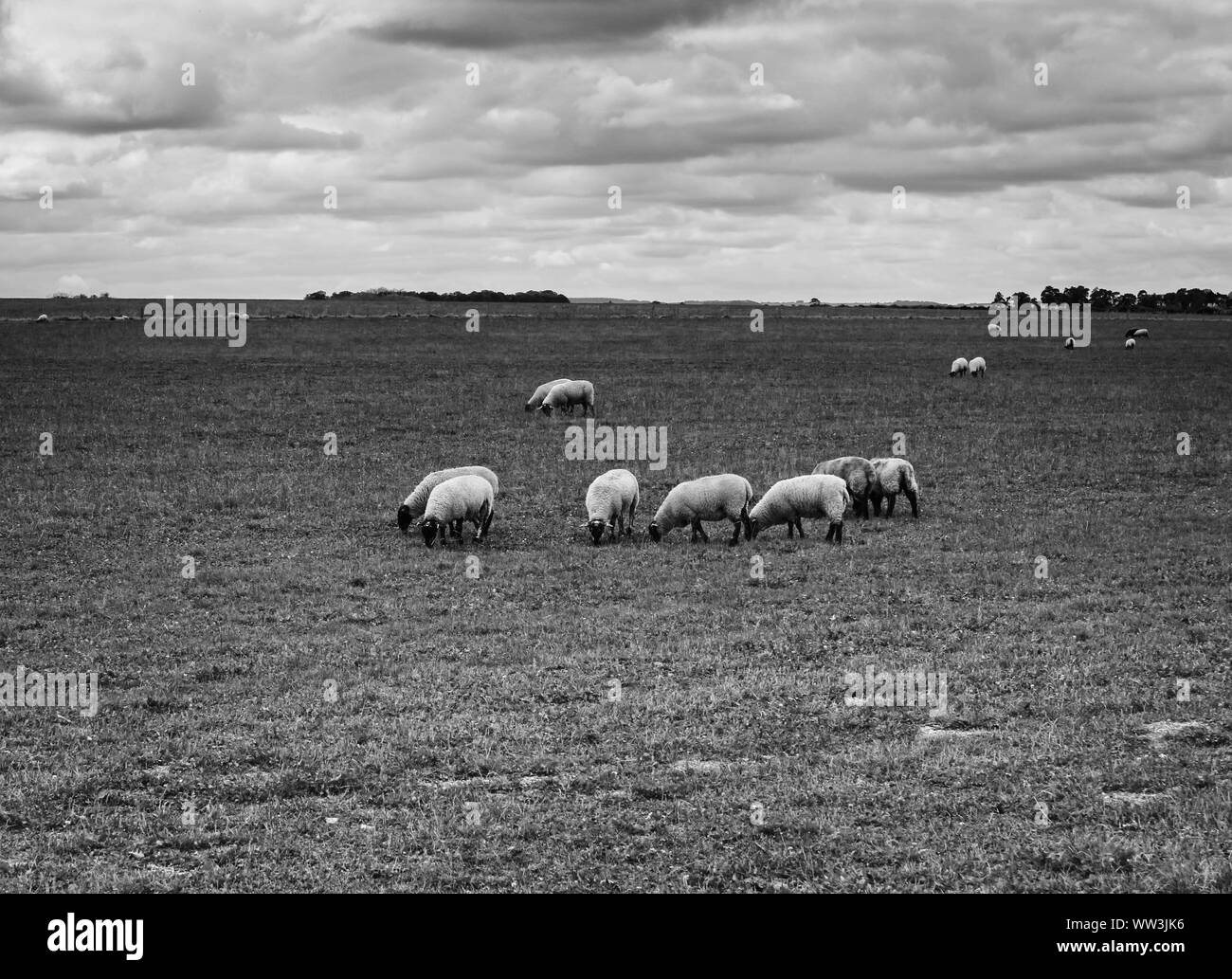 Gregge di pecore che pascolano sulle pianure erbose che circondano Stonehenge sotto il cielo piovoso Foto Stock