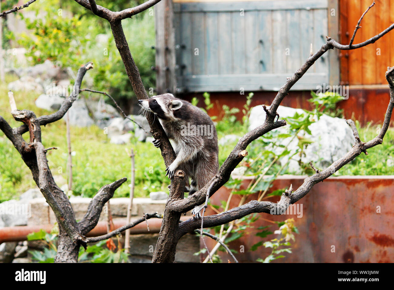 Un procione arrampicata su un albero, Procione lotor, noto anche come il North American raccoon Foto Stock