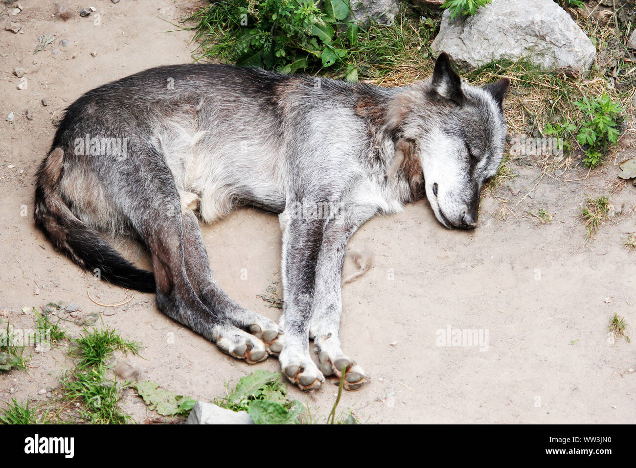 Sleeping Timber Wolf, Canis lupus occidentalis Foto Stock