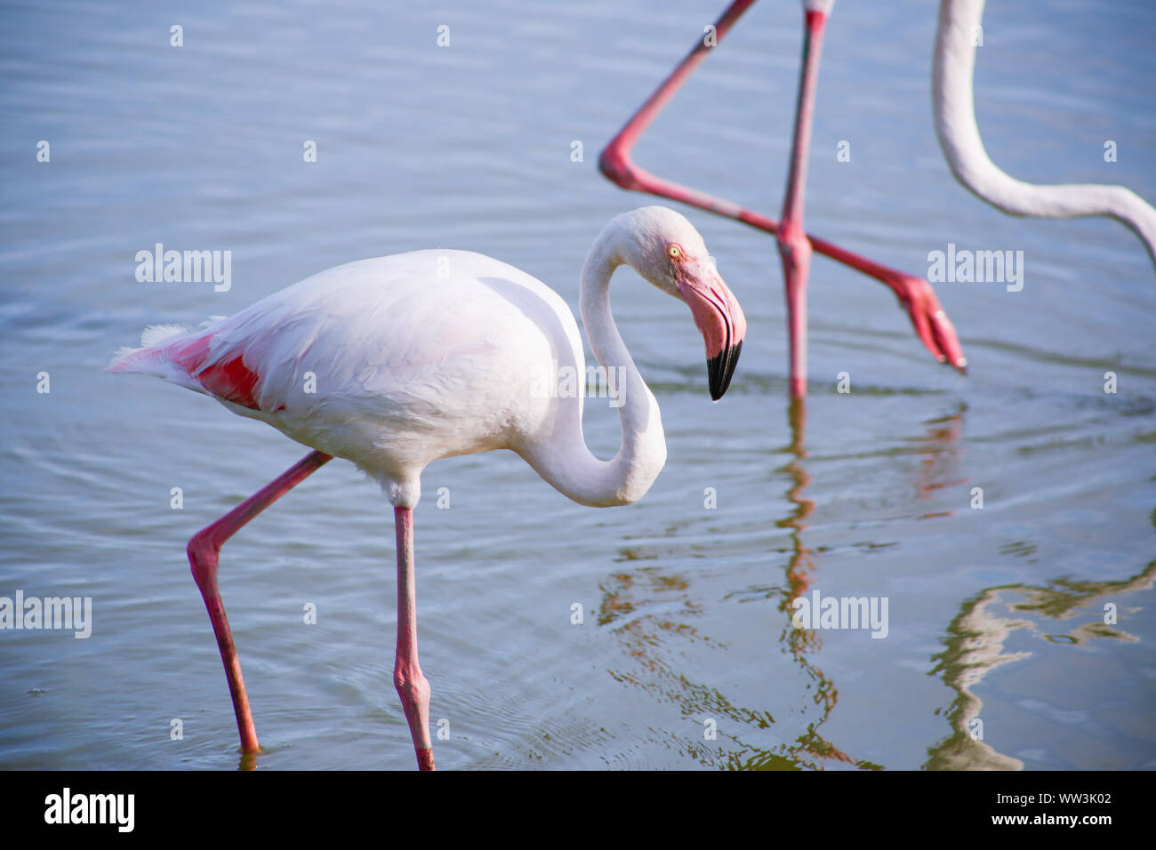 Il fenicottero maggiore (Phoenicopterus roseus) nella Camargue blu lagoon in giornate estive Foto Stock