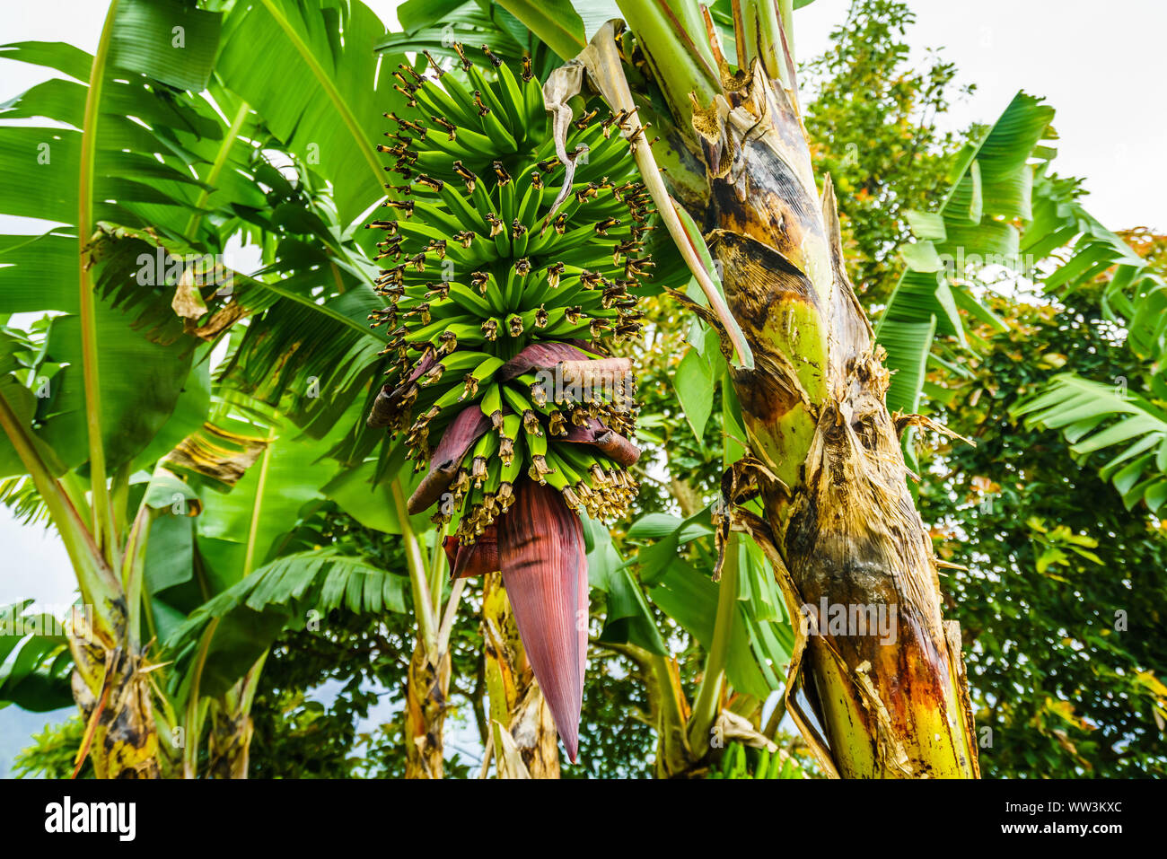 Vista su piante di banana vicino al villaggio di Jardin, Colombia Foto Stock