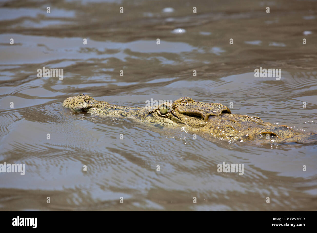 Un coccodrillo del Nilo nuoto appena al di sopra della superficie del lago nzerekera Foto Stock