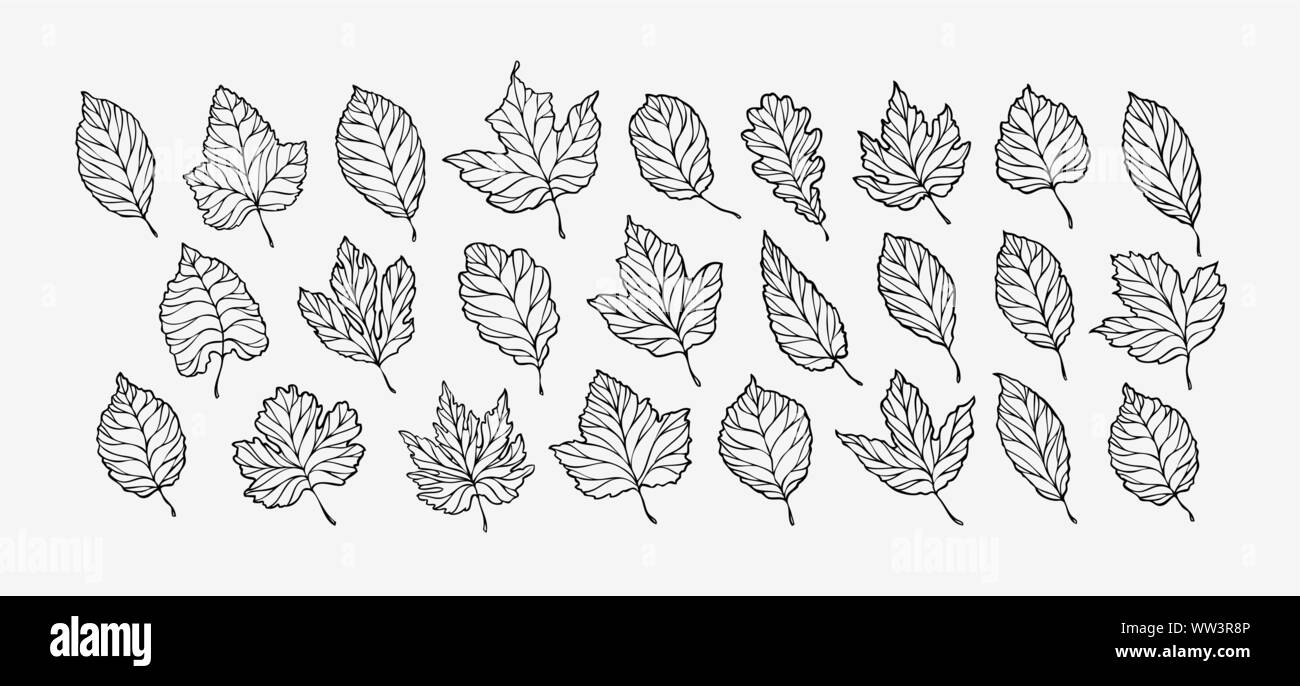 Set di foglie autunnali. Illustrazione vettoriale dello schizzo disegnata a mano Illustrazione Vettoriale