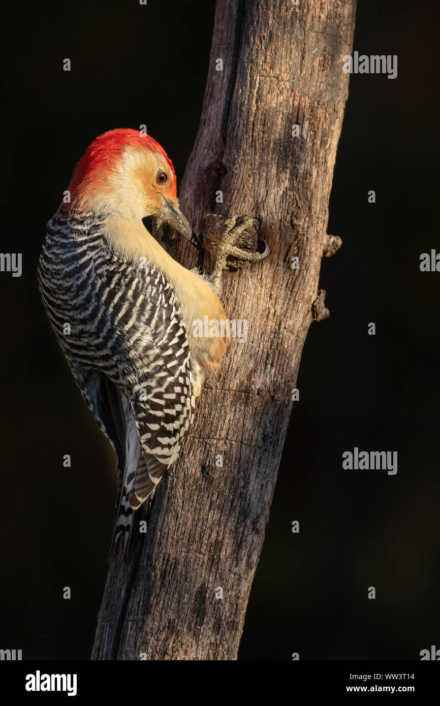 Un rosso-picchio panciuto cerca questo legno morto per gli insetti. Foto Stock