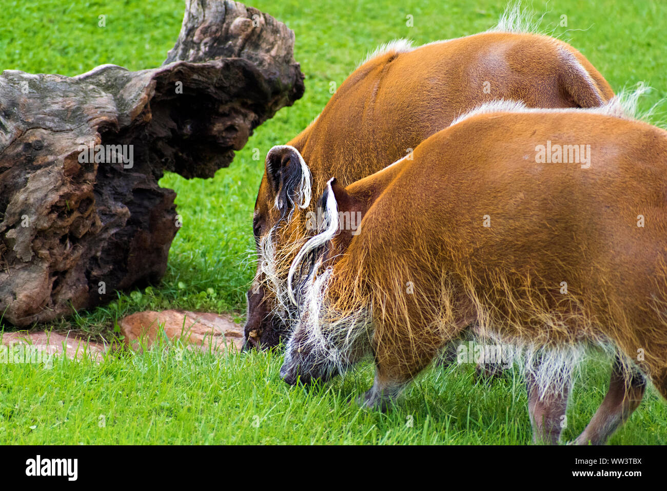 Il red river hog (Potamochoerus porcus), noto anche come la bussola di suino, è una wild membro della famiglia di suini che vivono in Africa Foto Stock