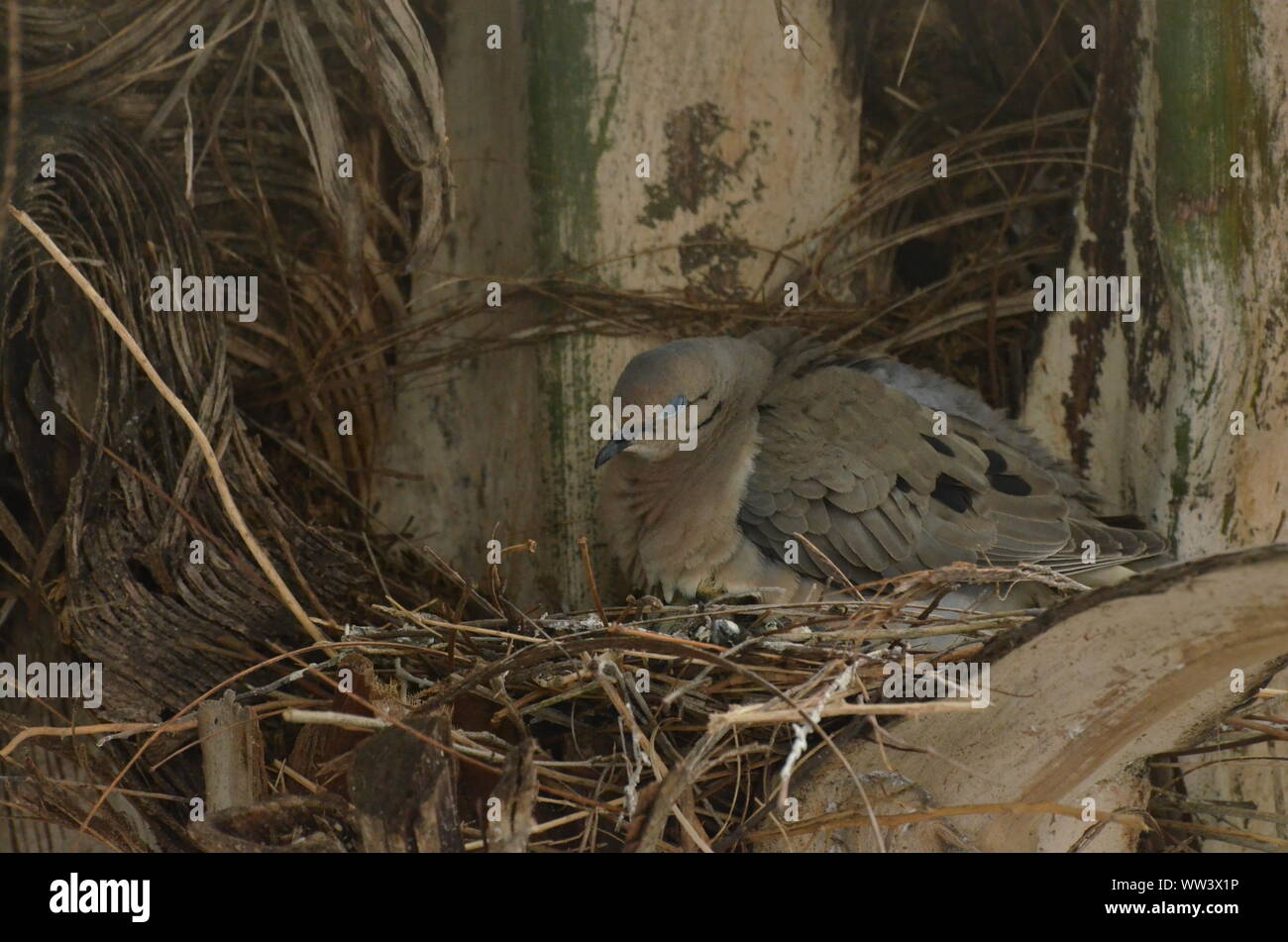 Bird curando e alimentazione di uccelli baby. Foto Stock