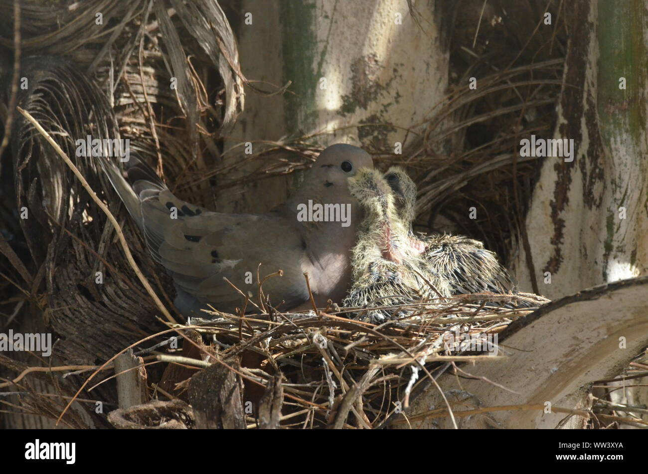 Bird curando e alimentazione di uccelli baby. Foto Stock