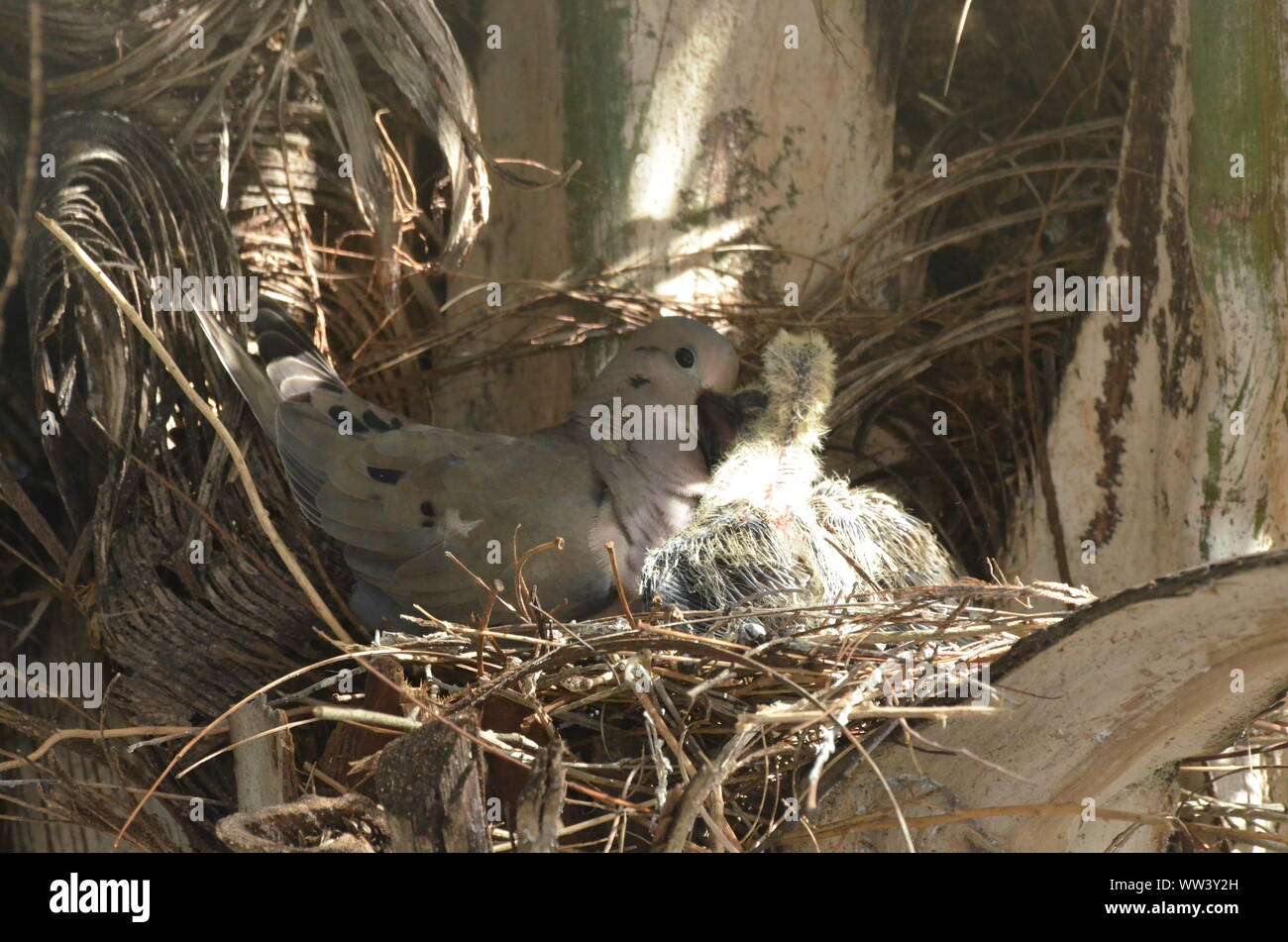 Bird curando e alimentazione di uccelli baby. Foto Stock