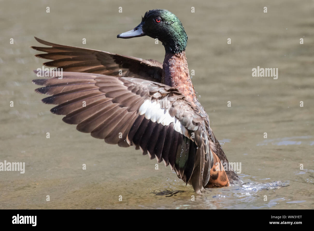 Chestnut Teal con alette aperte Foto Stock