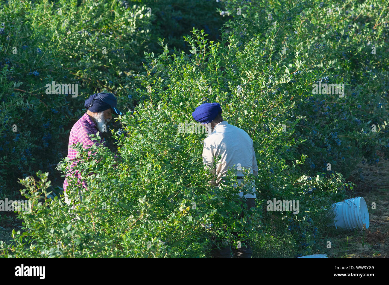 Due Est Indiano/maschio Indo-Canadian i lavoratori agricoli picking i mirtilli in Pitt Prati, B. C., Canada. Foto Stock