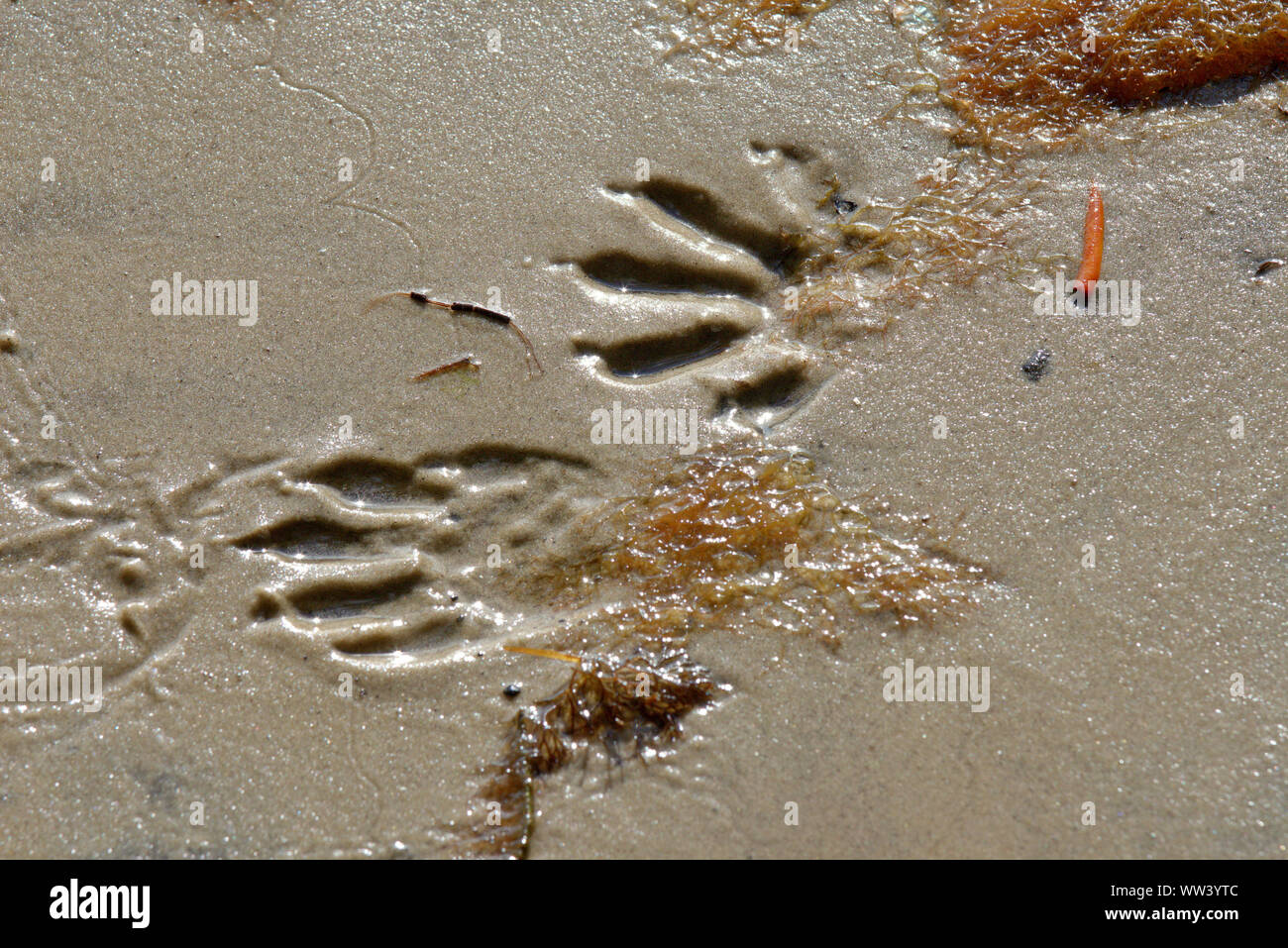 Il spoor (orme) di Racoon nella sabbia bagnata dalle rive della Baia di limone, Englewood, sulla costa orientale della Florida, U.S.A. Foto Stock
