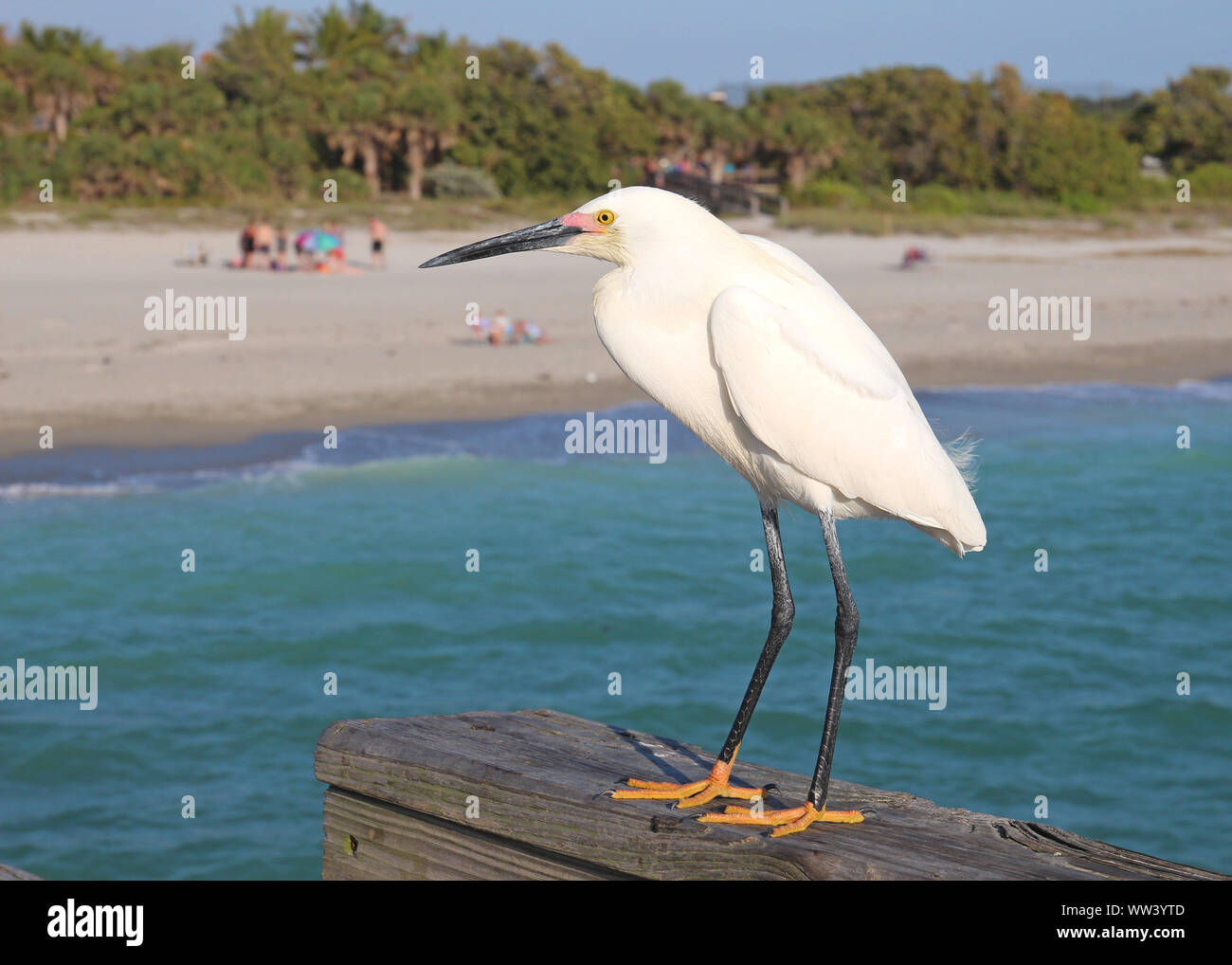 Airone nevoso che mostra i suoi piedi giallo. È attesa per il suo prossimo pasto dai pescatori locali o è in procinto di andare a pesca stessa? Venice, in Florida. Foto Stock