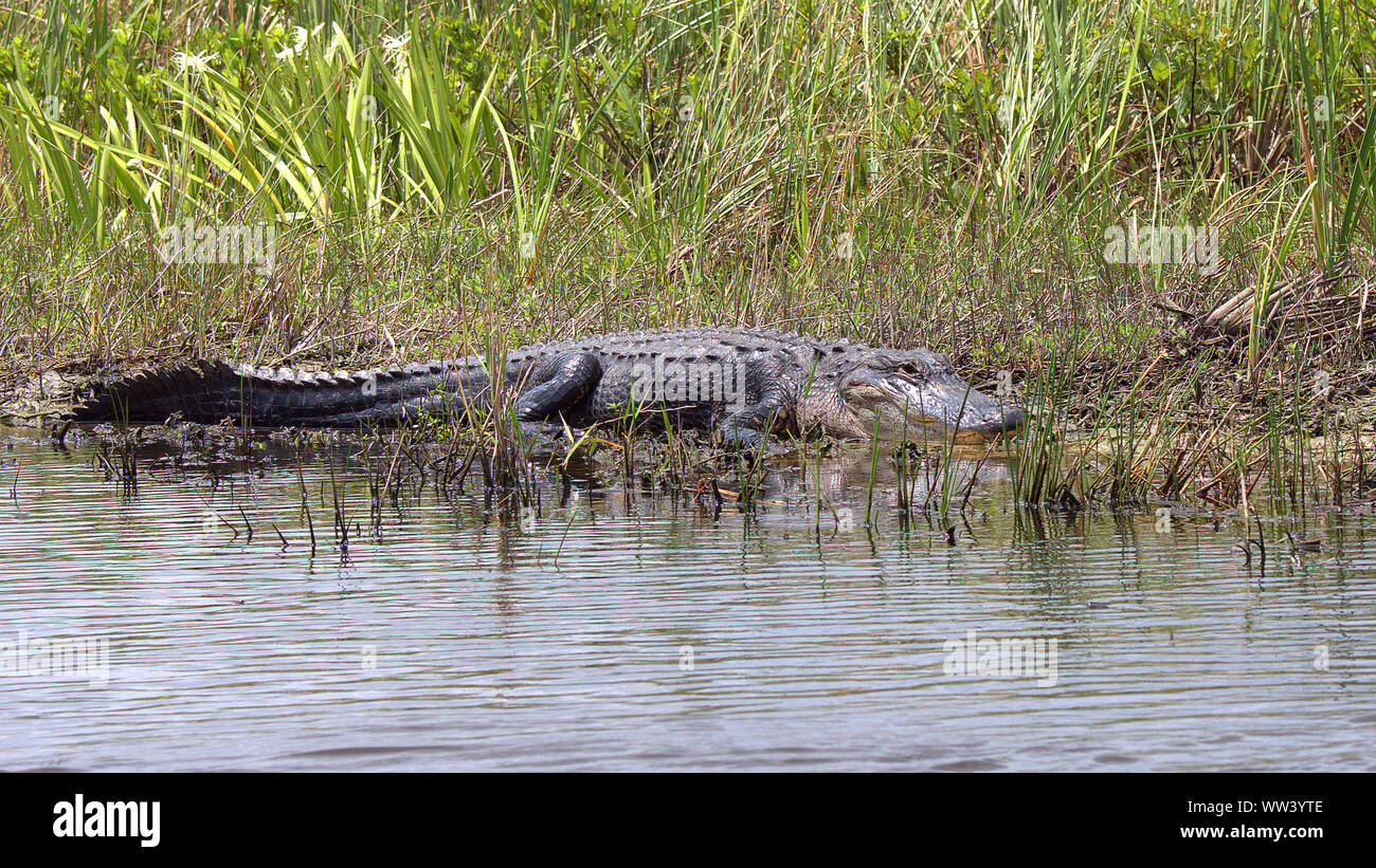 Un alligatore crogiolarsi da un corso d'acqua in Everglades della Florida. Questa creatura è sicuramente uno dei più prehistoric guardando gli animali che abbiamo oggi. Foto Stock
