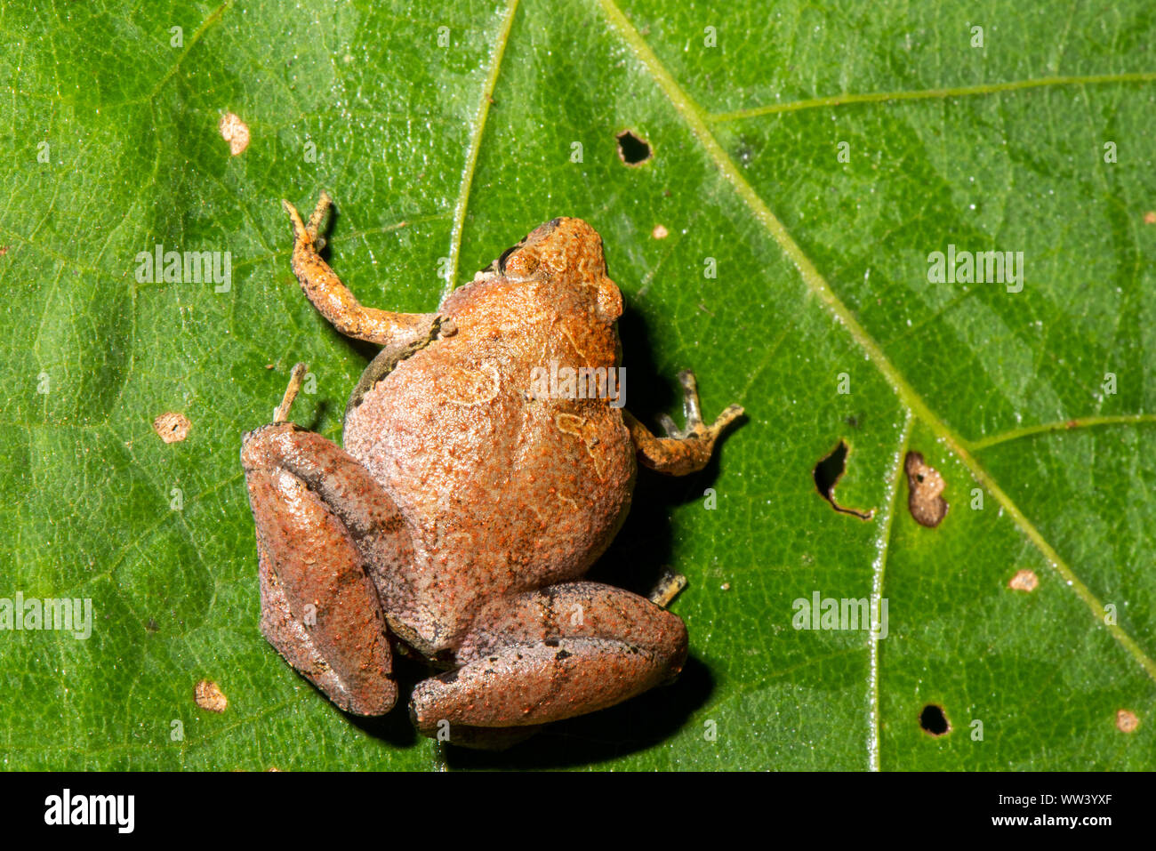 Borneo stretta bocca di rana - Microhyla borneensis Foto Stock